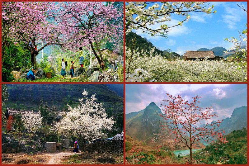 Spring flowers in Ha Giang